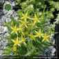 Preview: Sedum sarmentosum
