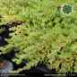 Preview: Sedum sarmentosum
