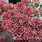 Preview: Sempervivum 'Seltrisa Feuer'