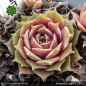 Preview: Sempervivum 'Sirenevy Tuman'