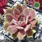 Preview: Sempervivum 'Sirenevy Tuman'