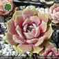 Preview: Sempervivum 'Sirenevy Tuman'