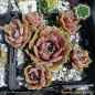 Preview: Sempervivum 'Sirenevy Tuman'