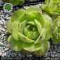 Preview: Sempervivum 'Smilie'
