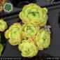 Preview: Sempervivum 'Smilie'