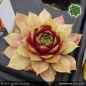 Preview: Sempervivum 'Sonnenherz'
