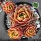 Preview: Sempervivum 'Sonnenherz'