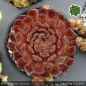 Preview: Sempervivum 'Space Dog'