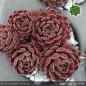 Preview: Sempervivum 'Space Dog'