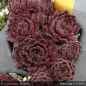 Preview: Sempervivum 'Space Dog'