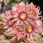 Preview: Sempervivum 'State Fair'
