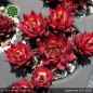 Preview: Sempervivum 'Supernova'