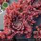 Preview: Sempervivum 'Sweet Litschi'