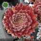 Preview: Sempervivum 'Sweet Litschi'