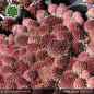 Preview: Sempervivum 'Sweet Litschi'