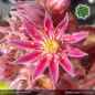 Preview: Sempervivum 'Sweet Litschi'