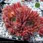 Preview: Sempervivum 'Sweet Litschi'