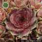 Preview: Sempervivum 'Tanja's Teddy'