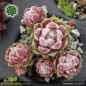 Preview: Sempervivum 'Tarantula'