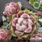 Preview: Sempervivum 'Tarantula'