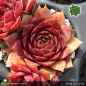 Preview: Sempervivum 'Tarita'