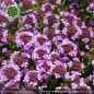 Preview: Thymus doerfleri 'Bressingham Seedling'