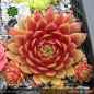 Preview: Sempervivum 'Too Much'