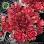 Preview: Sempervivum 'Too Much'