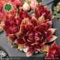 Preview: Sempervivum 'Towanda'