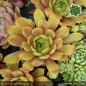 Preview: Sempervivum 'Towanda'