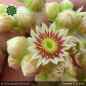 Preview: Sempervivum 'Towanda'