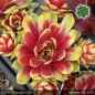 Preview: Sempervivum 'Towanda'