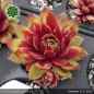 Preview: Sempervivum 'Towanda'