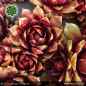 Preview: Sempervivum 'Towanda'