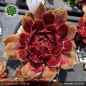 Preview: Sempervivum 'Towanda'