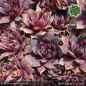 Preview: Sempervivum 'Traffic Lights'
