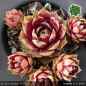 Preview: Sempervivum 'Unakite'