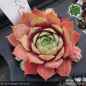Preview: Sempervivum 'Unakite'