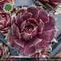 Preview: Sempervivum 'Wiener Karussell'