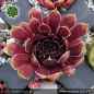 Preview: Sempervivum 'Wiener Karussell'