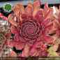 Preview: Sempervivum 'Wiener Karussell'