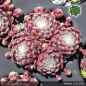 Preview: Sempervivum 'Wollust'