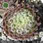Preview: Sempervivum 'Wollust'