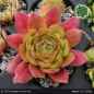 Preview: Sempervivum 'Wow!'