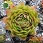 Preview: Sempervivum 'Wow!'