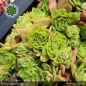 Preview: Sempervivum 'Wow!'