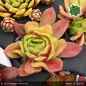 Preview: Sempervivum 'Wow!'
