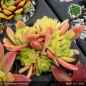 Preview: Sempervivum 'Wow!'