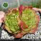 Preview: Sempervivum 'Wow!'