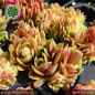 Preview: Sempervivum 'Wow!'